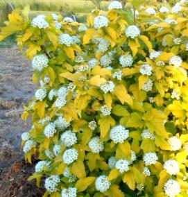 саженцы пузыреплодника - вариант 2