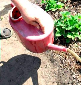 саженцы ремонтантной клубники - модель 1