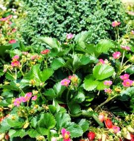 саженцы ремонтантной клубники - модель 3