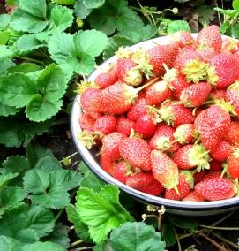 саженцы ремонтантной клубники - модель 2