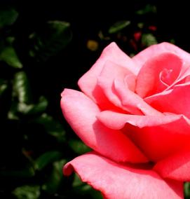 саженцы роз от производителя - тип 1