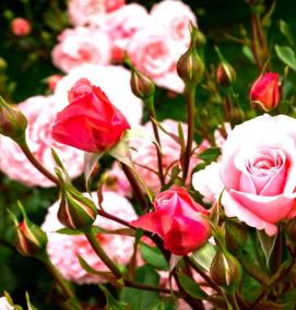 саженцы роз от производителя - тип 2