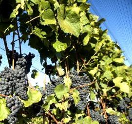 саженцы северного винограда - тип 1