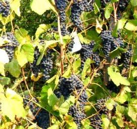 саженцы северного винограда - тип 3