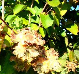 саженцы слив карликов - тип 1