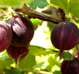 саженцы слив карликов - тип 4