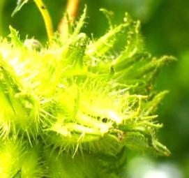 саженцы слив карликов - тип 3