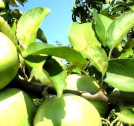 саженцы слив карликов - тип 2