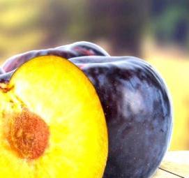 саженцы слива персик - тип 1