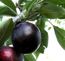 саженцы слива персик - тип 4