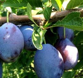 саженцы слива персик - тип 3