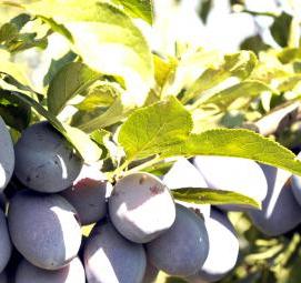 саженцы слива персик - тип 2