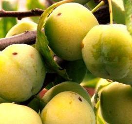 саженцы слива ренклод колхозный - тип 1