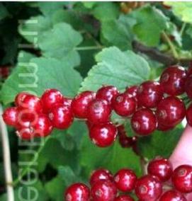 саженцы смородины крупноплодной - тип 1