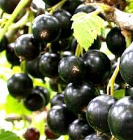 саженцы смородины крупноплодной - тип 4