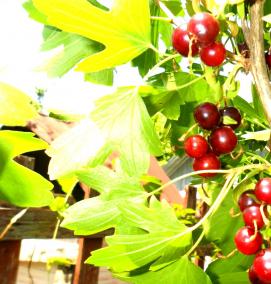 саженцы смородины крупноплодной - тип 3