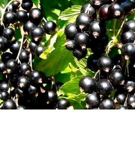 саженцы смородины крупноплодной - тип 2