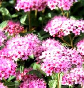 саженцы спиреи - вариант 1