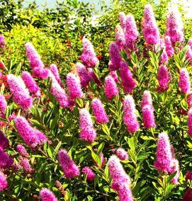 саженцы спиреи - вариант 4