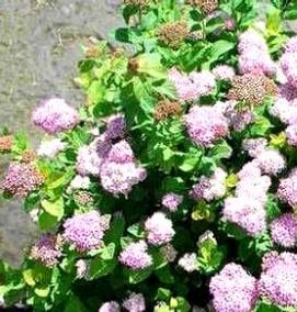 саженцы спиреи - вариант 2