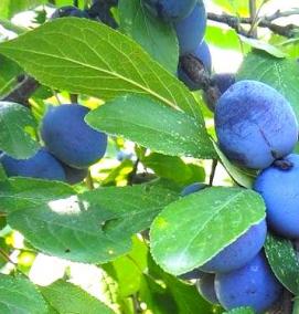 саженцы терна - вариант 1