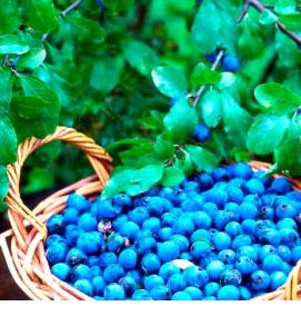 саженцы терна - вариант 4