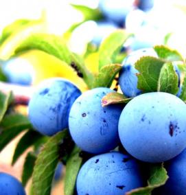 саженцы терна - вариант 3