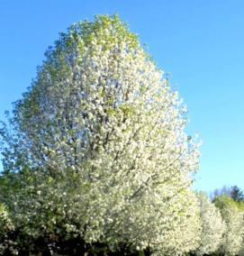 саженцы тополя - модель 1