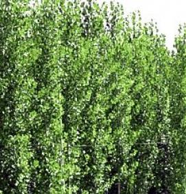 саженцы тополя - модель 4