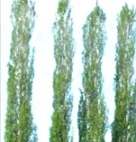 саженцы тополя - модель 3