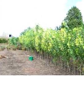 саженцы тополя - модель 2