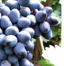 саженцы виноград сувенир - вариант 1