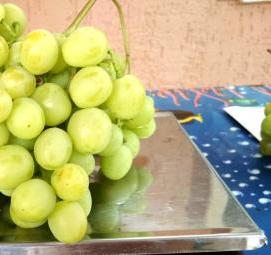 саженцы виноград сувенир - вариант 3