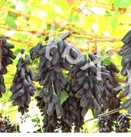 саженцы винограда аватар - модель 1