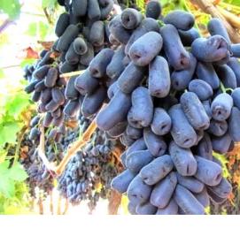 саженцы винограда аватар - модель 4