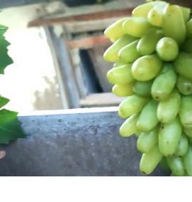 саженцы винограда аватар - модель 3