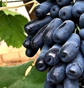 саженцы винограда аватар - модель 2