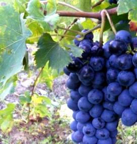 саженцы винограда черный сапфир - модель 1