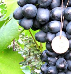 саженцы винограда черный сапфир - модель 3