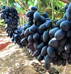 саженцы винограда черный сапфир - модель 2