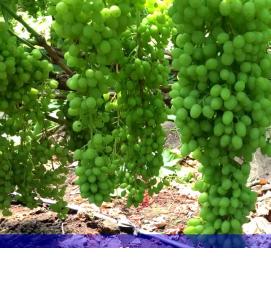 саженцы винограда для средней полосы - вариант 4