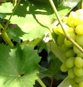 саженцы винограда для средней полосы - вариант 3