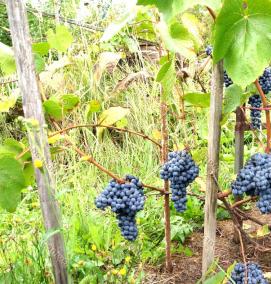 саженцы винограда для средней полосы - вариант 2