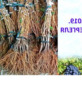 саженцы винограда дубовский - тип 4