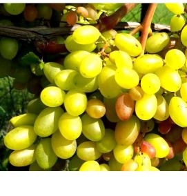 саженцы винограда дубовский - тип 3