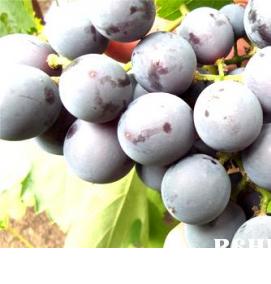 саженцы винограда изабелла - модель 4