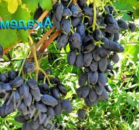 саженцы винограда магарач - вариант 1