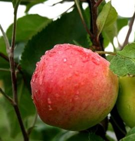 саженцы яблок - модель 1