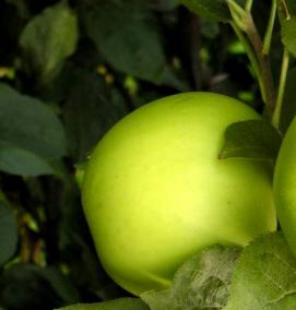 саженцы яблок - модель 4