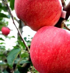 саженцы яблок - модель 3
